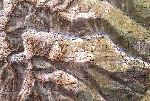 /Ski/2004/Images/1121/Vallorin 12Icon.jpg